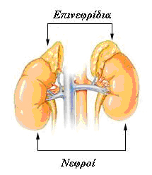 epin1