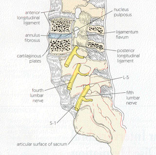 osfialgia-1