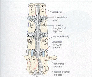 osfialgia-3