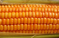 corn